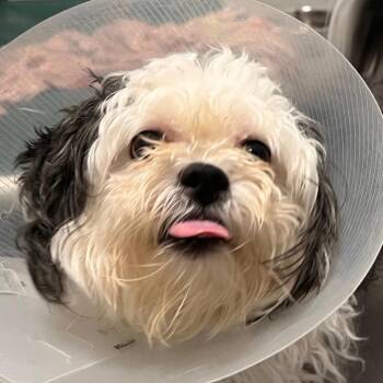 Bumble -  Lhasa Apso and Mixed Breed Dog for Adoption in Chicago, Illinois - Bumble | PetCurious