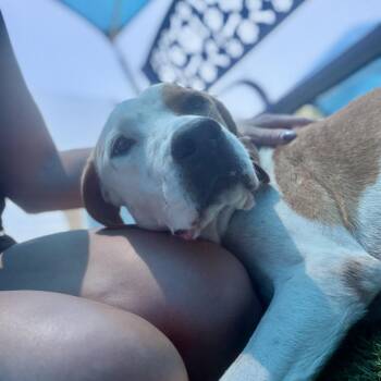 Hazelnut -  Labrador Retriever Dog for Adoption in New York, New York - Hazelnut | PetCurious