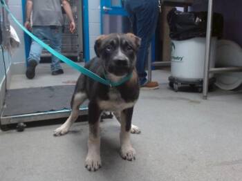 German Shepherd Dog and Mixed Breed Dogs Available for Adoption in Albuquerque, New Mexico - PEACH | PetCurious