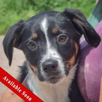 Azure -  Black Labrador Retriever and Australian Shepherd Dog for Adoption in Huntley, Illinois - Azure | PetCurious