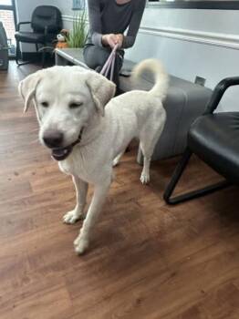 Paul -  Labrador Retriever and Mixed Breed Dog for Adoption in Savannah, Georgia - Paul | PetCurious