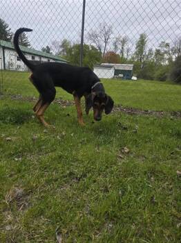 Bear -  Mixed Breed and Hound Dog for Adoption in Ellijay, Georgia - Bear | PetCurious