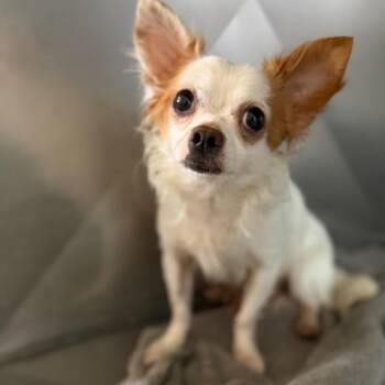 Pablo -  Chihuahua Dog for Adoption in Port Richey, Florida - Pablo | PetCurious