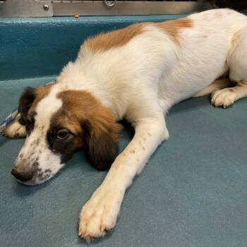 ADDY -  Mixed Breed Dog for Adoption in Memphis, Tennessee - ADDY | PetCurious