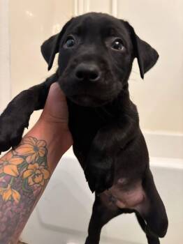 Rescue Black Labrador Retriever Dogs for Adoption in Lorida, Florida - Junior | PetCurious
