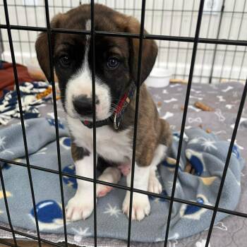Border Collie and Labrador Retriever Dogs Available for Adoption - Patrick D11166 | PetCurious