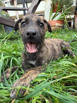 Wrangler -  German Shepherd Dog Dog for Adoption in Midway, Utah - Wrangler | PetCurious