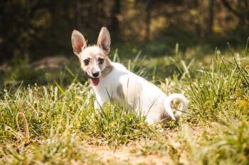 Chihuahua Dogs Available for Adoption in Gradyville, Kentucky - Mabel- Transport | PetCurious