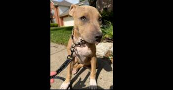 American Staffordshire Terrier and Labrador Retriever Dogs Available for Adoption in Saugus, Massachusetts - Harley | PetCurious