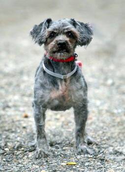Smokey -  Shih Tzu Dog for Adoption in Bedford Hills, New York - Smokey | PetCurious