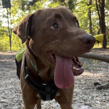 Rescue Labrador Retriever Dogs for Adoption in Warrington, Pennsylvania - Colt | PetCurious