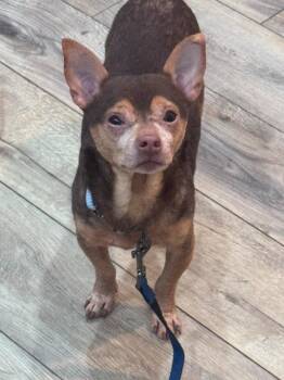 Rescue Chihuahua Dogs for Adoption in West Milwaukee, Wisconsin - Kiko $250 | PetCurious