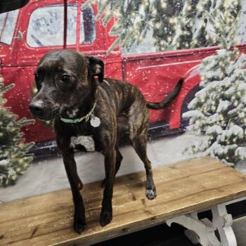Mountain Cur and Labrador Retriever Dogs Available for Adoption in Normal, Illinois - Leela | PetCurious