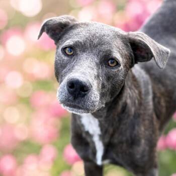 Naya -  Mixed Breed and Labrador Retriever Dog for Adoption in San Antonio, Texas - Naya | PetCurious