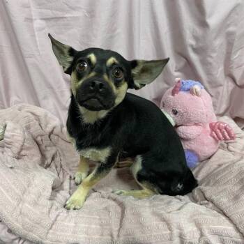 FIFI -  Chihuahua and Pug Dog for Adoption in Modesto, California - FIFI | PetCurious