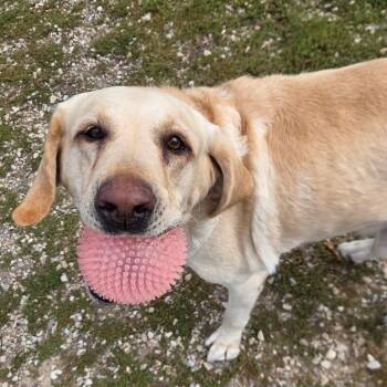 Hank -  Mixed Breed Dog for Adoption in Park City, Utah - Hank | PetCurious