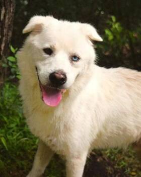 Gemini -  Finnish Spitz and Siberian Husky Dog for Adoption in Morton Grove, Illinois - Gemini | PetCurious