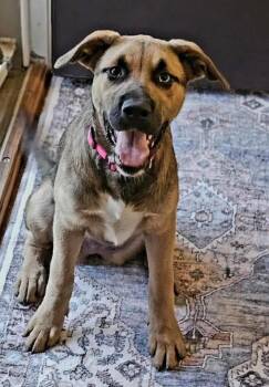 Shepherd Dogs Available for Adoption - Hazel | PetCurious