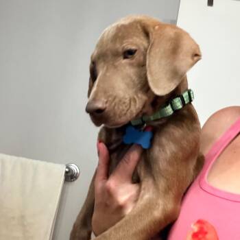 Goose -  Weimaraner and Chocolate Labrador Retriever Dog for Adoption - Goose | PetCurious