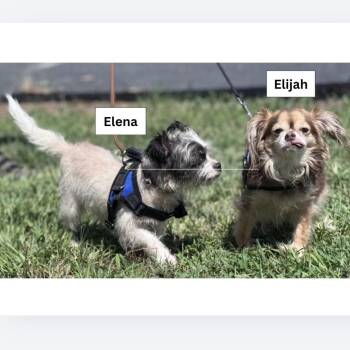 Elijah -  Chihuahua and None Dog for Adoption in Lake Panasoffkee, Florida - Elijah | PetCurious