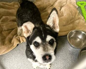 Siberian Husky and Schnauzer Dogs Available for Adoption - REBEL | PetCurious