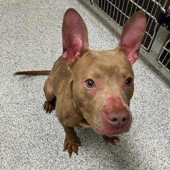 Hachi -  American Staffordshire Terrier and Mixed Breed Dog for Adoption in Grand Rapids, Michigan - Hachi | PetCurious