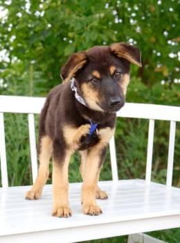 Coast -  German Shepherd Dog Dog for Adoption in Savage, Minnesota - Coast | PetCurious