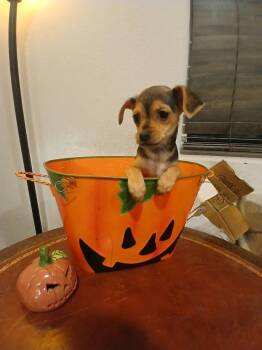 Truffle -  Miniature Pinscher and Mixed Breed Dog for Adoption in Las Vegas, Nevada - Truffle | PetCurious