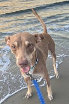 Freddy -  Miniature Pinscher Dog for Adoption in Fort Myers, Florida - Freddy | PetCurious