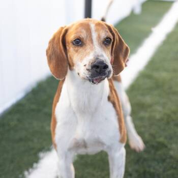 Rescue Hound and Mixed Breed Dogs for Adoption in Valdosta, Georgia - Ryder | PetCurious