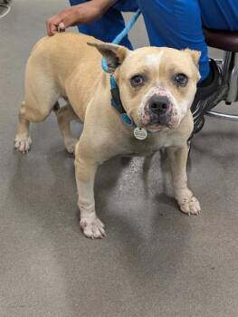 Pit Bull Terrier Dogs Available for Adoption - HAROLD | PetCurious