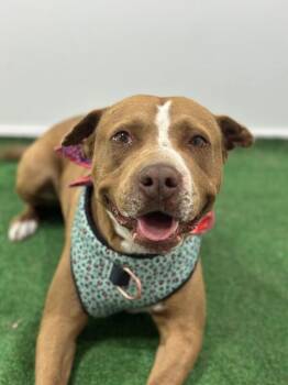 Pit Bull Terrier and Labrador Retriever Dogs Available for Adoption in Carlsbad, California - Hope-One Of Our Amazing Rescue Dogs | PetCurious