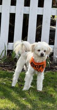 Maltipoo Dogs Available for Adoption - Rollo | PetCurious