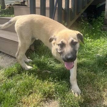 Willa -  German Shepherd Dog and Mixed Breed Dog for Adoption in Bellingham, Washington - Willa | PetCurious
