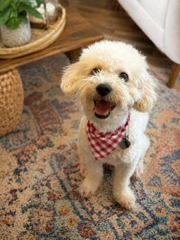 Poof -  Miniature Poodle and Bichon Frise Dog for Adoption in Phoenix, Arizona - Poof | PetCurious
