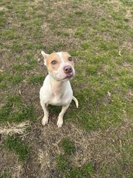 Safari -  Terrier and Mixed Breed Dog for Adoption in Conway, South Carolina - Safari | PetCurious