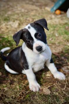 American Staffordshire Terrier Dogs Available for Adoption in Duluth, Minnesota - Magnus | PetCurious