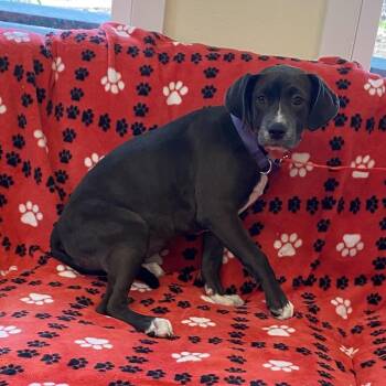 Black Labrador Retriever Dogs Available for Adoption in Clearwater, Florida - Basil | PetCurious