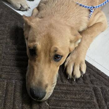 Opal -  German Shepherd Dog and Anatolian Shepherd Dog for Adoption in Jasper, Indiana - Opal | PetCurious