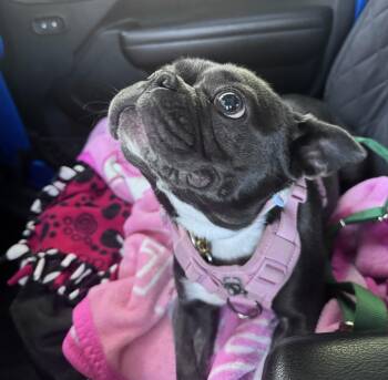 Bailey - Central AZ -  French Bulldog and Boston Terrier Dog for Adoption in Portland, Oregon - Bailey - Central AZ | PetCurious