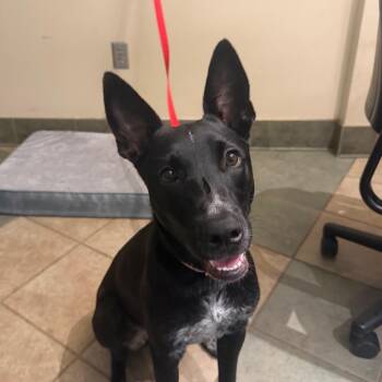 Saffron -  Mixed Breed Dog for Adoption in Chattanooga, Tennessee - Saffron | PetCurious