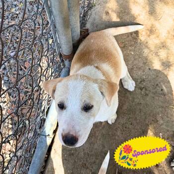 Vera -  Yellow Labrador Retriever and Mixed Breed Dog for Adoption in Bend, Oregon - Vera | PetCurious