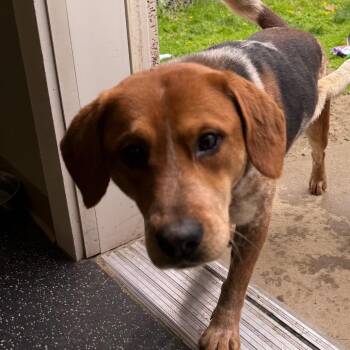 Beagle and Cattle Dog Dogs Available for Adoption in Middlebury, Vermont - Milo | PetCurious
