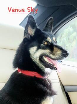 Venus Sky -  German Shepherd Dog and Husky Dog for Adoption in Homestead, Florida - Venus Sky | PetCurious