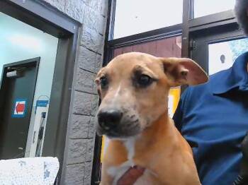 CHUCKY -  Pit Bull Terrier and Mixed Breed Dog for Adoption in Tulsa, Oklahoma - CHUCKY | PetCurious