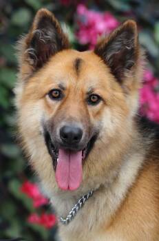 Denver von Dohna -  German Shepherd Dog Dog for Adoption in Los Angeles, California - Denver Von Dohna | PetCurious