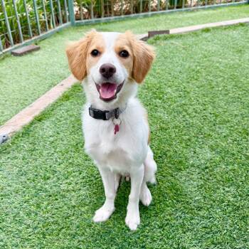 Milo -  Cavalier King Charles Spaniel Dog for Adoption in Agoura Hills, California - Milo | PetCurious