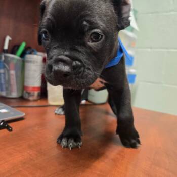 Toast -  Cane Corso and Pit Bull Terrier Dog for Adoption in Waldorf, Maryland - Toast | PetCurious
