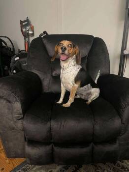 Suga-Doo -  Beagle Dog for Adoption in West Peoria, Illinois - Suga-Doo | PetCurious