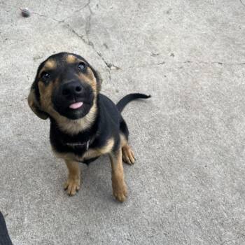 Kit -  German Shepherd Dog Dog for Adoption in Crookston, Minnesota - Kit | PetCurious